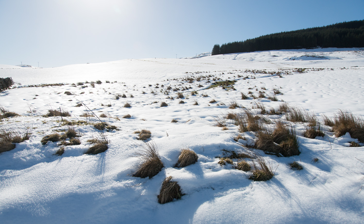 Sunshine and Snow - Photographer's dream | DSC_3045.jpg