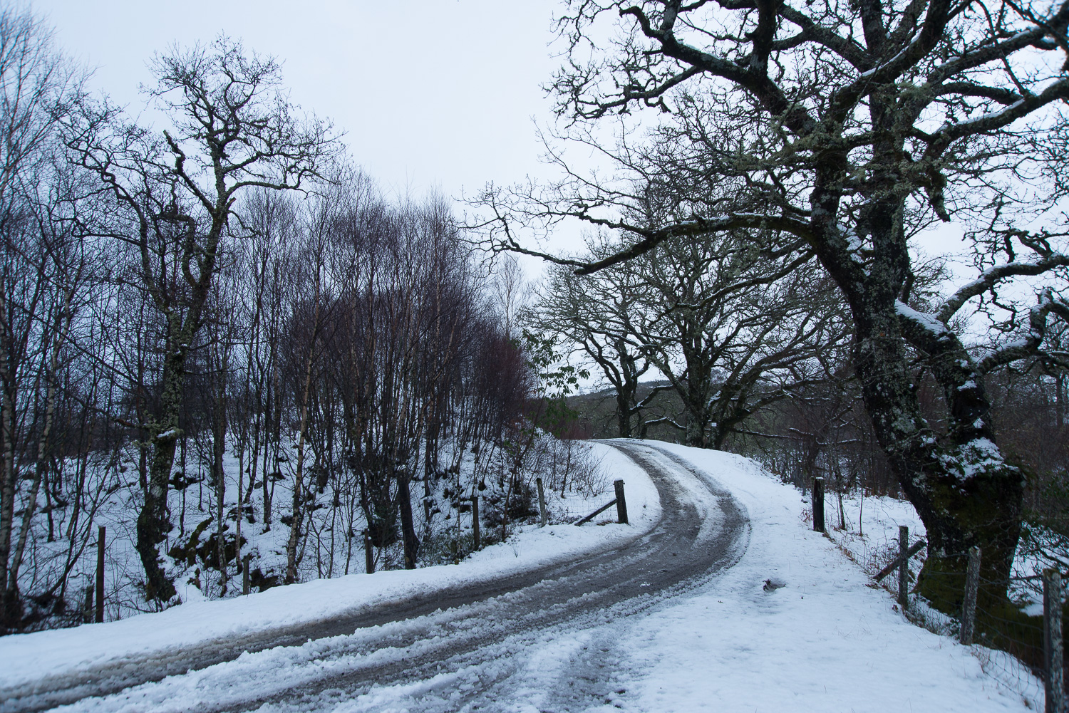 The snow continues | DSC_2954.jpg