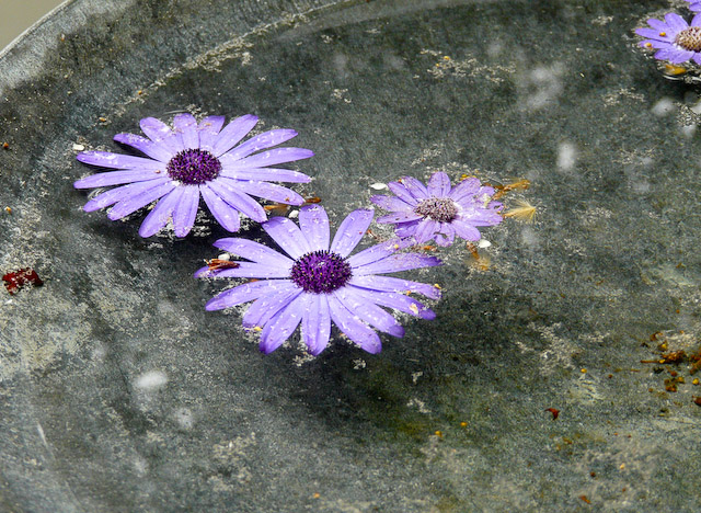 Chelsea Flower show