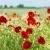 Gorefield Poppies | DSC_5957.jpg