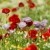 Gorefield Poppies | DSC_5909.jpg