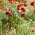 Gorefield Poppies | DSC_5944.jpg