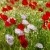 Gorefield Poppies | DSC_5955.jpg