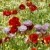 Gorefield Poppies | DSC_5903.jpg