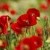 Gorefield Poppies | DSC_5910.jpg
