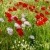 Gorefield Poppies | DSC_5949.jpg