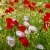 Gorefield Poppies | DSC_5954.jpg