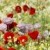 Gorefield Poppies | DSC_5926.jpg