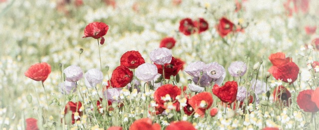 Gorefield Poppies | DSC_5940.jpg