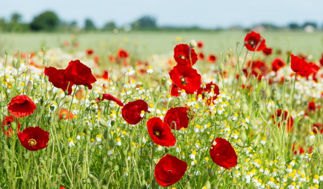 Gorefield Poppies | DSC_5957.jpg