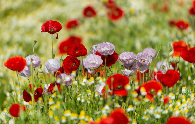 Gorefield Poppies | DSC_5909.jpg