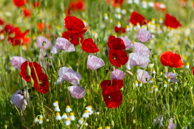 Gorefield Poppies | DSC_5898.jpg