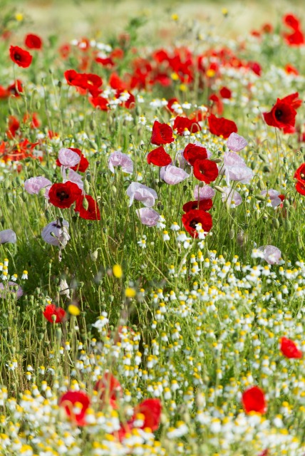 Gorefield Poppies | DSC_5944.jpg