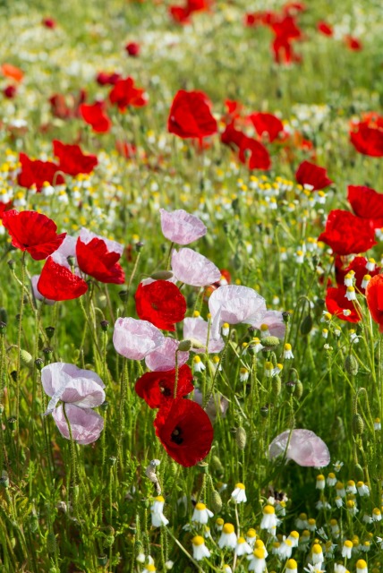 Gorefield Poppies | DSC_5955.jpg