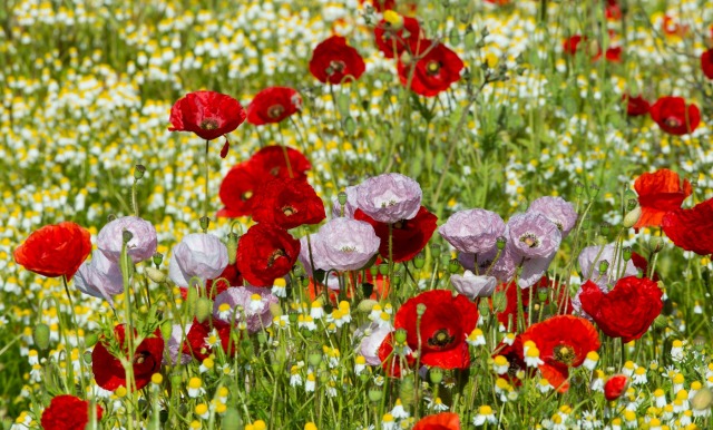 Gorefield Poppies | DSC_5903.jpg