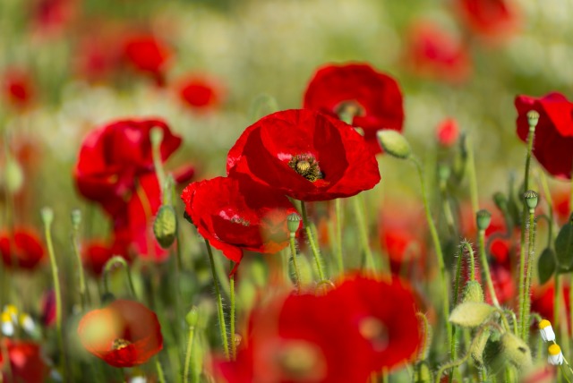 Gorefield Poppies