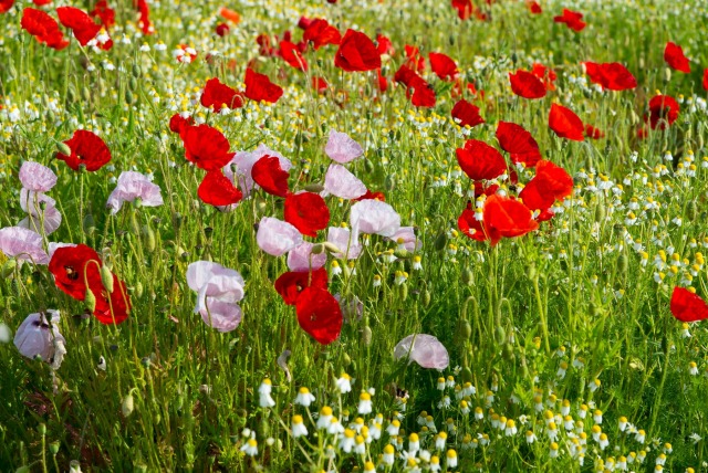 Gorefield Poppies | DSC_5949.jpg