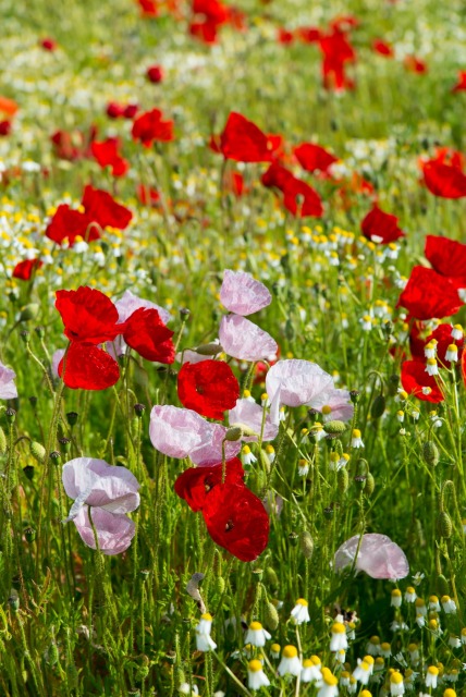 Gorefield Poppies | DSC_5954.jpg