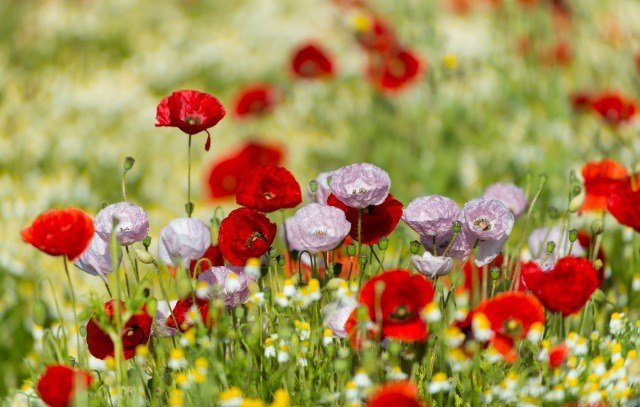 Gorefield Poppies | DSC_5908.jpg