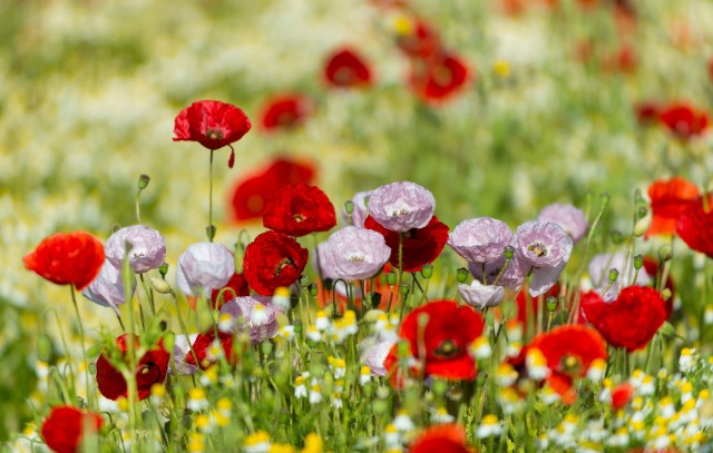 Gorefield Poppies | DSC_5908.jpg