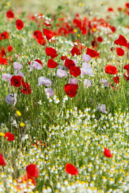 Gorefield Poppies | DSC_5945.jpg