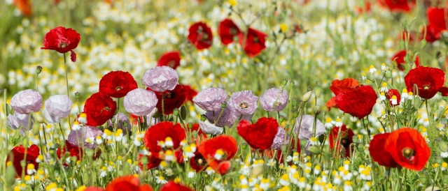 Gorefield Poppies | DSC_5926.jpg