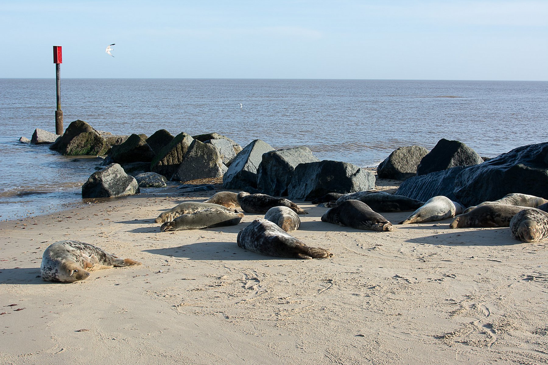 Seals in Norfolk | BLC_4020.jpg