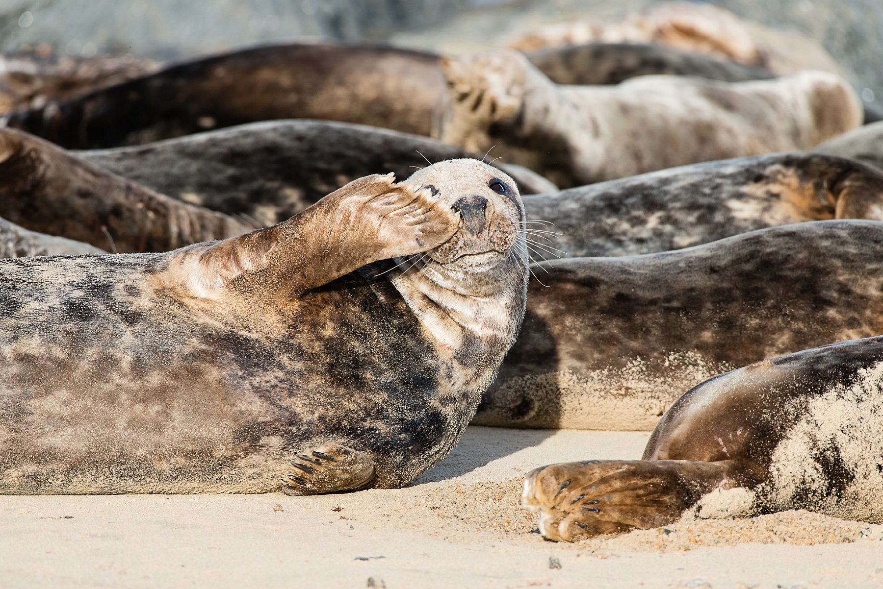 Seals in Norfolk | DSC_8329.jpg