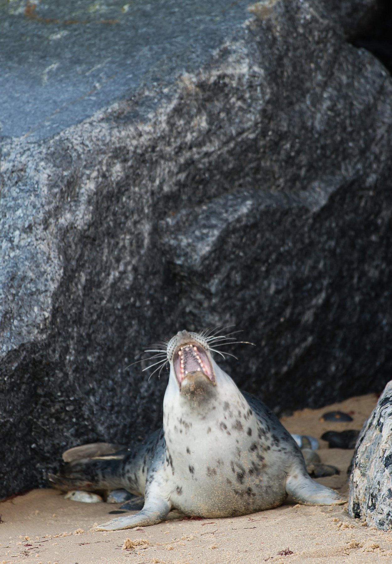 Seals in Norfolk | DSC_8418.jpg