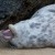 Seals in Norfolk | BLC_4057.jpg