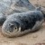 Seals in Norfolk | B50_0575.jpg