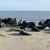 Seals in Norfolk | BLC_4020.jpg