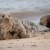 Seals in Norfolk | B50_0593.jpg