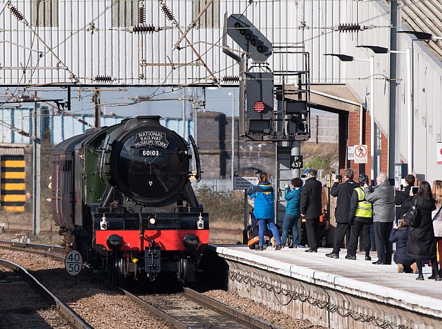 Flying Scotsman Flies