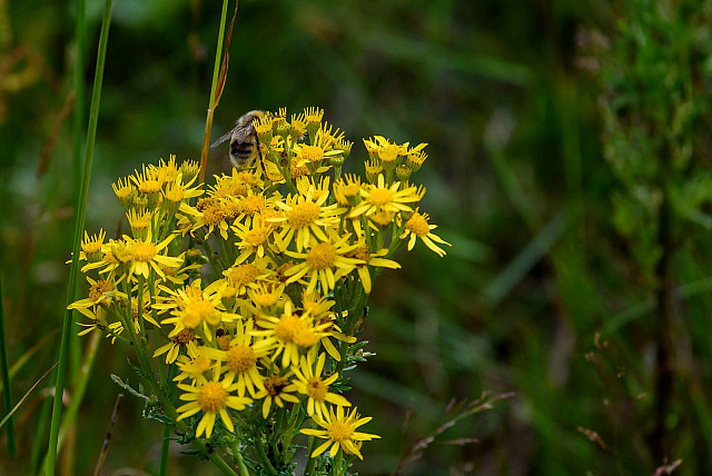 Keeping the Planet alive insects,