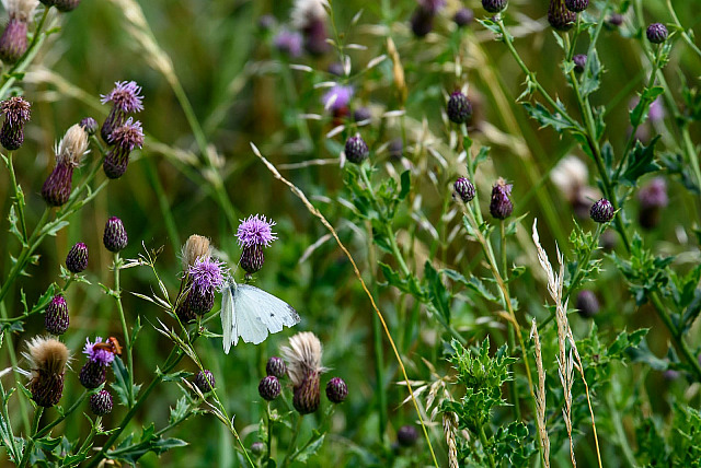 Keeping the Planet alive insects,