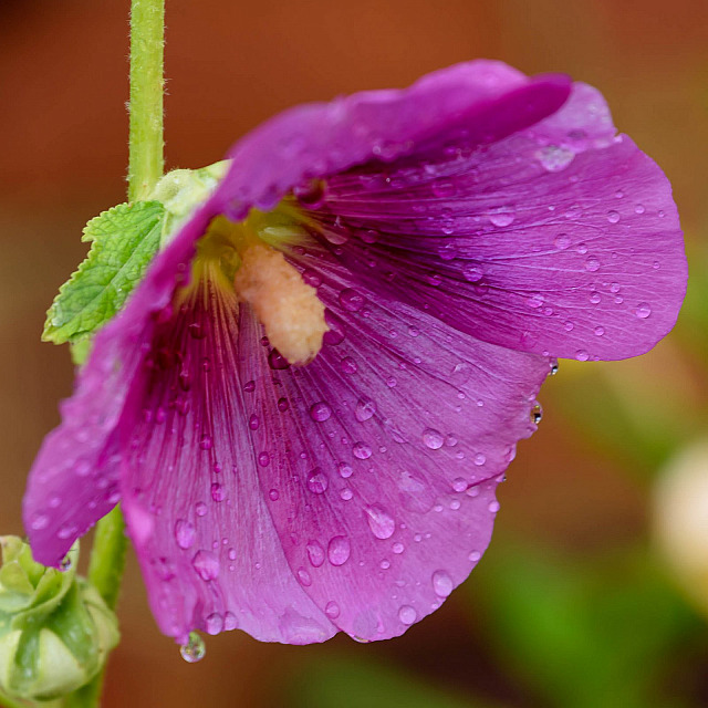 Watering the Garden flowers waterdrops garden,