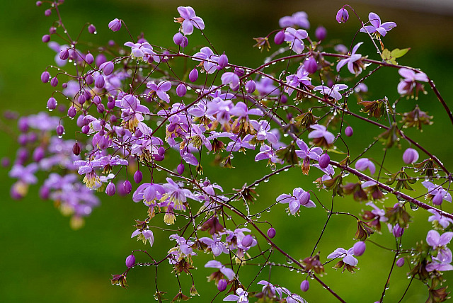 Watering the Garden flowers waterdrops garden,