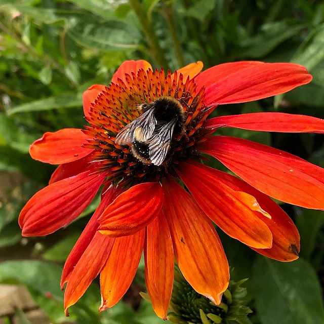 Garden Flowers 