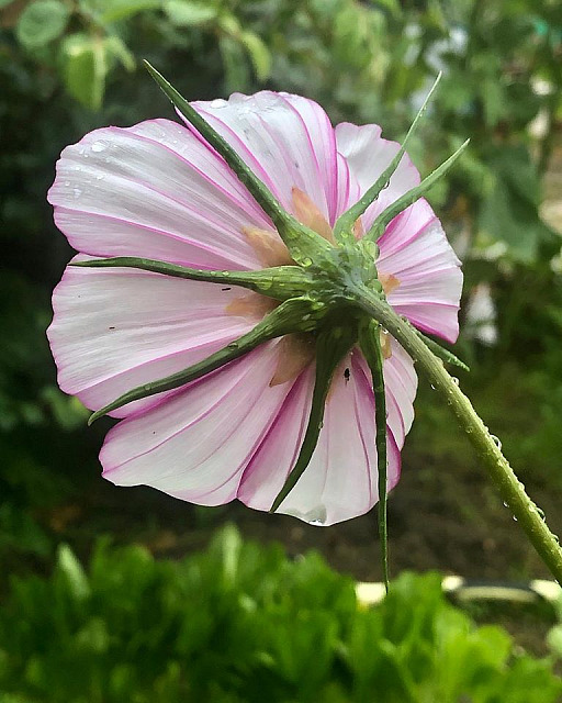 Garden Flowers 