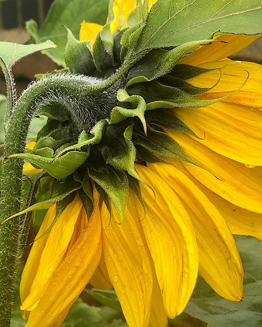 Garden Flowers 